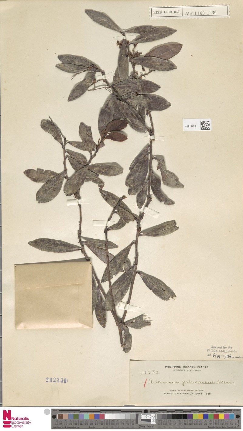 Vaccinium palawanense photo 3