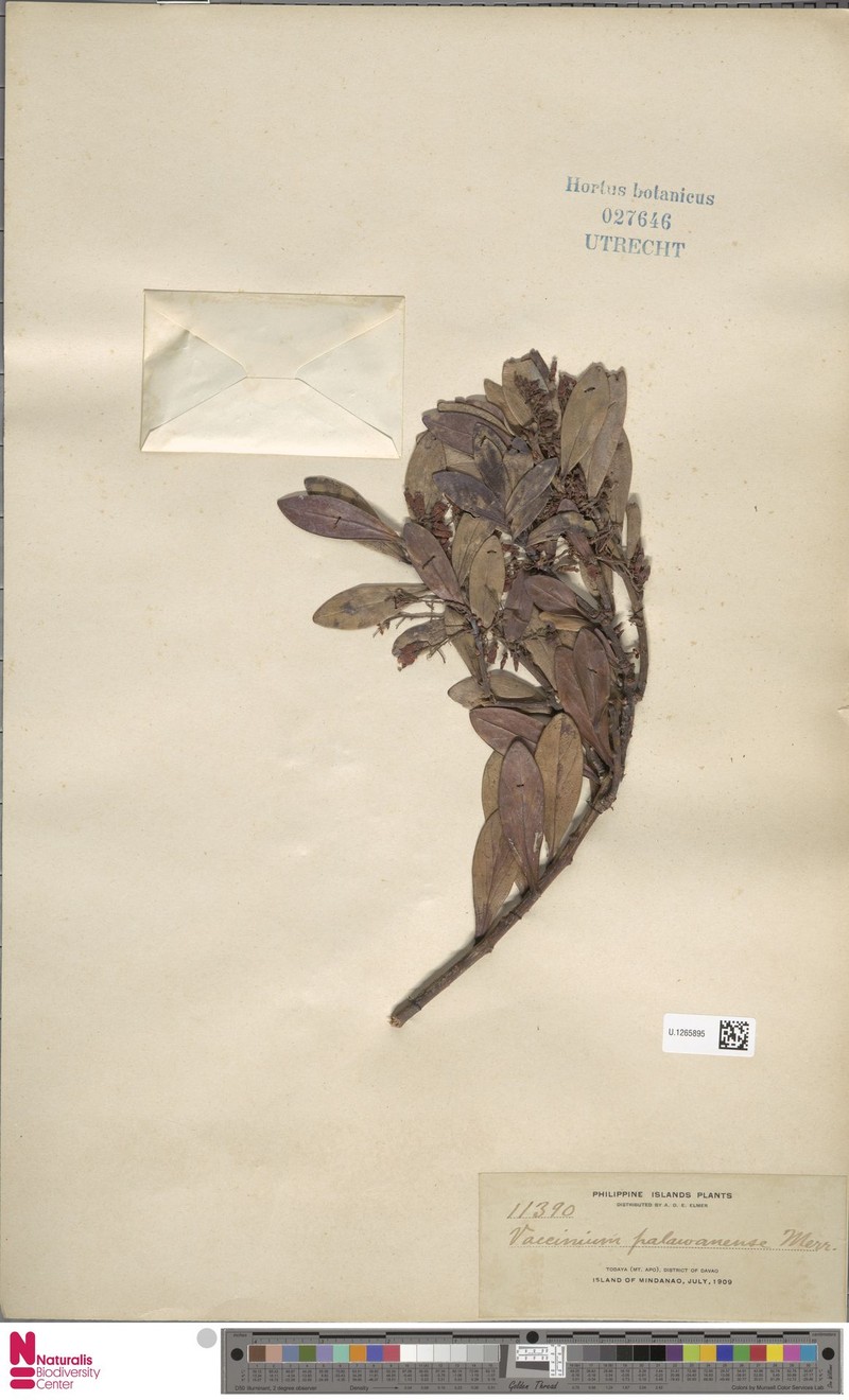 Vaccinium palawanense photo 4
