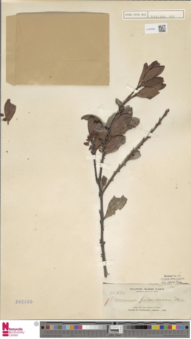 Vaccinium palawanense photo 5