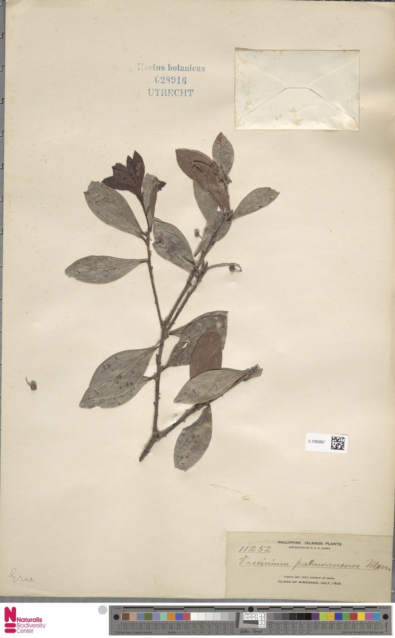 Vaccinium palawanense photo 6