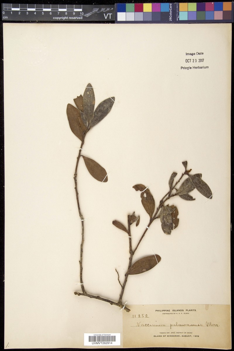 Vaccinium palawanense photo 7