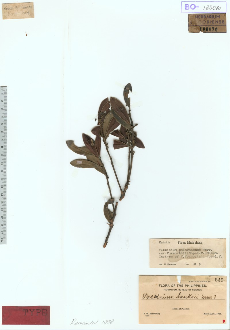 Vaccinium palawanense var. foxworthyi photo 2