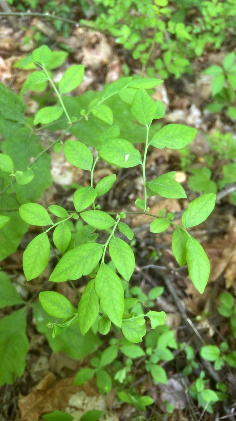 Blue Ridge Blueberry photo 3
