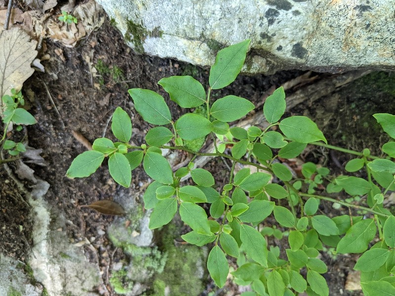 Blue Ridge Blueberry photo 4