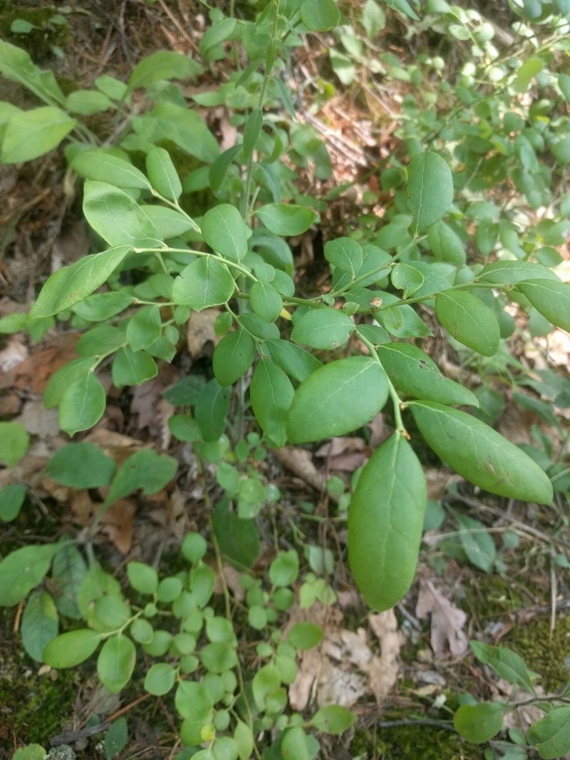 Blue Ridge Blueberry photo 5