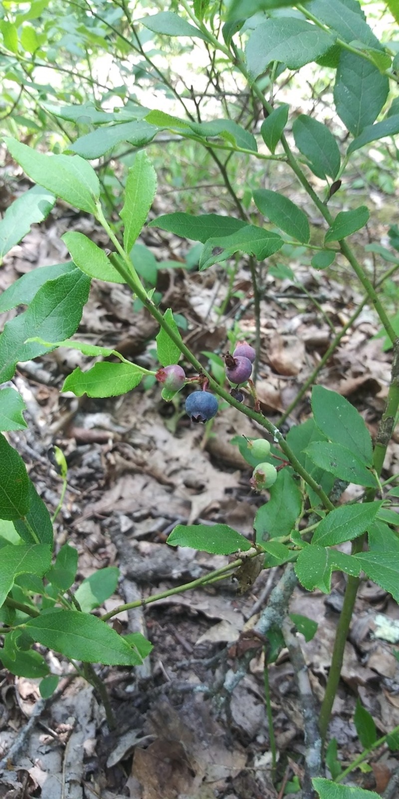 Blue Ridge Blueberry photo 6