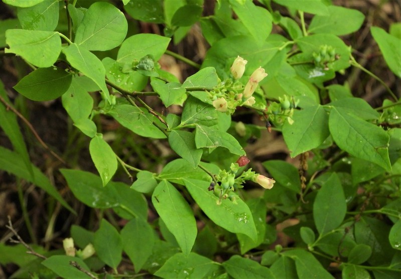 Blue Ridge Blueberry photo 7