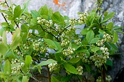 Blue Ridge Blueberry