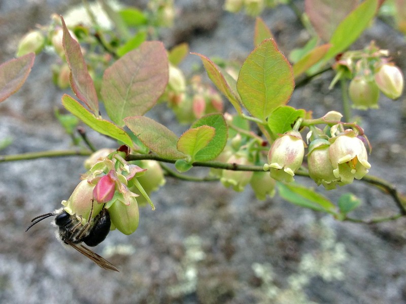 Blue Ridge Blueberry photo 2
