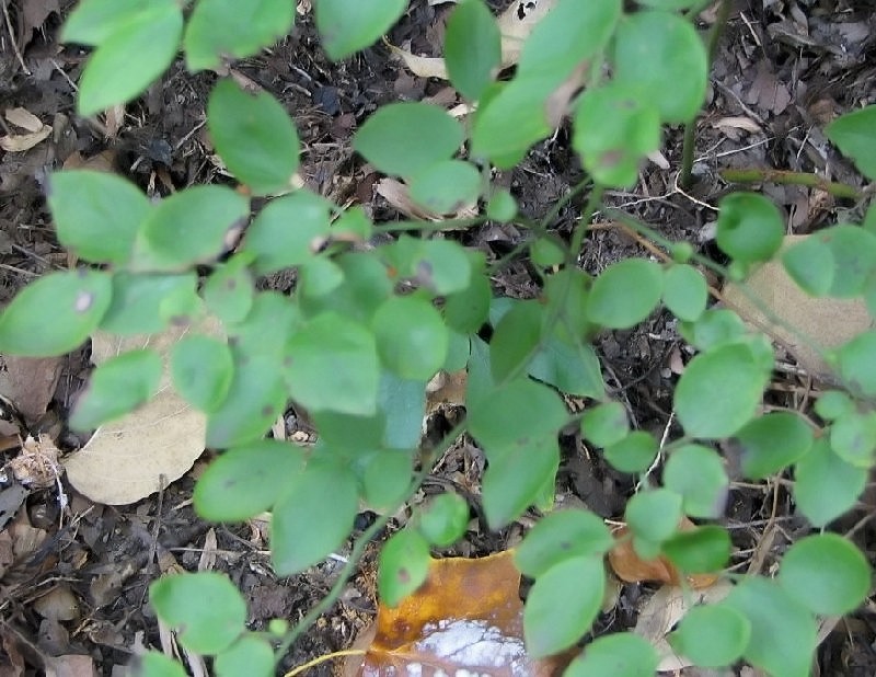 Blue Ridge Blueberry photo 4