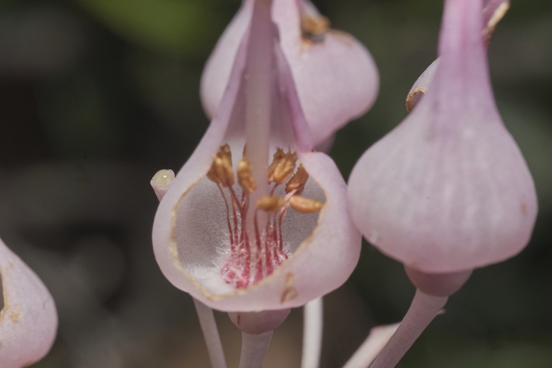 Vaccinium paradisearum