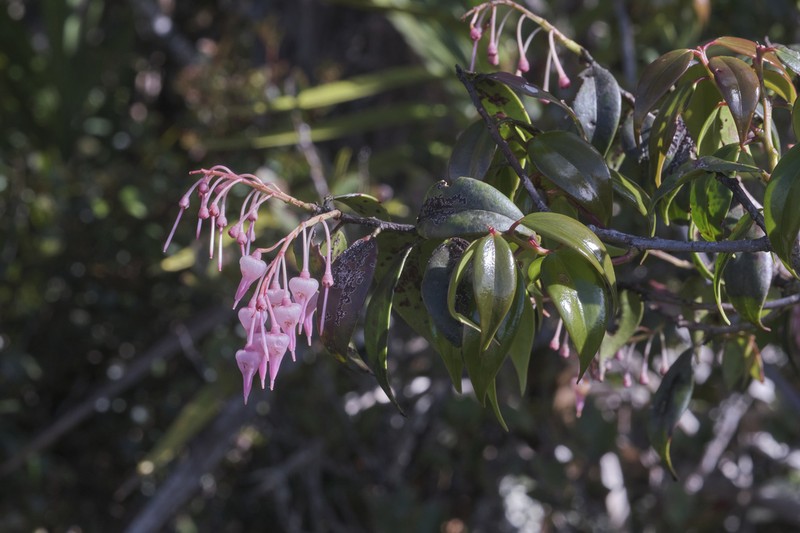 Vaccinium paradisearum photo 2