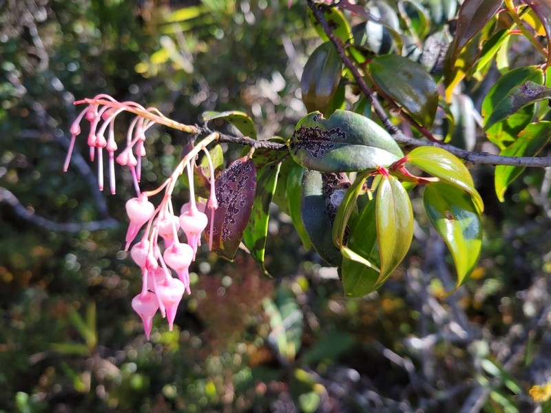 Vaccinium paradisearum photo 3