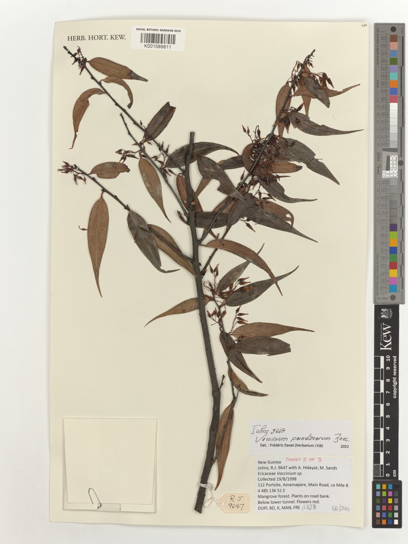 Vaccinium paradisearum photo 8