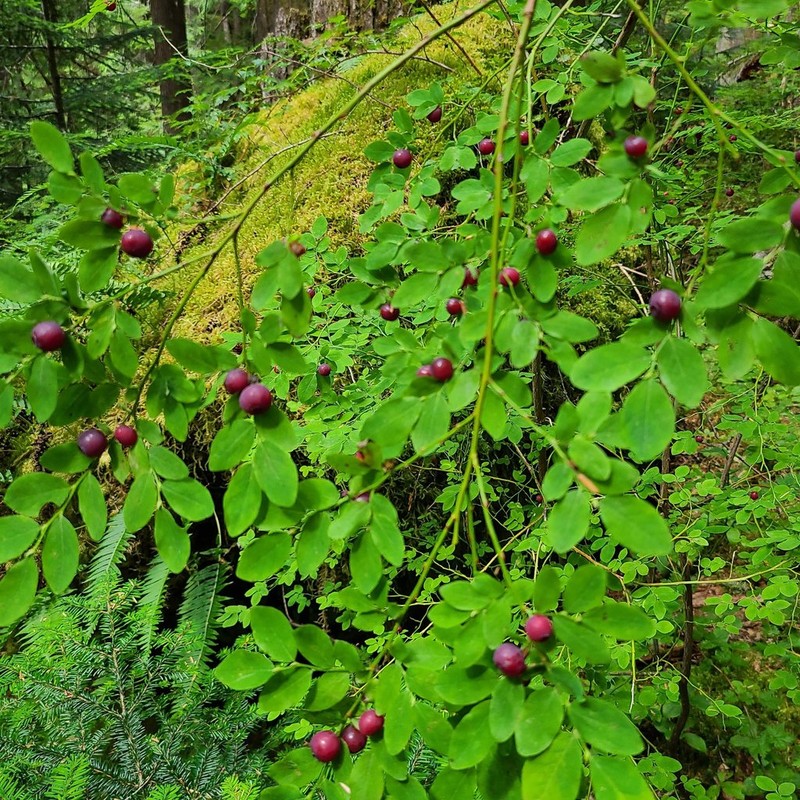 Red Huckleberry photo 6