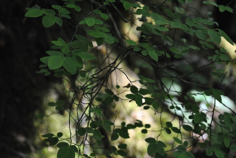 Red Huckleberry photo 7