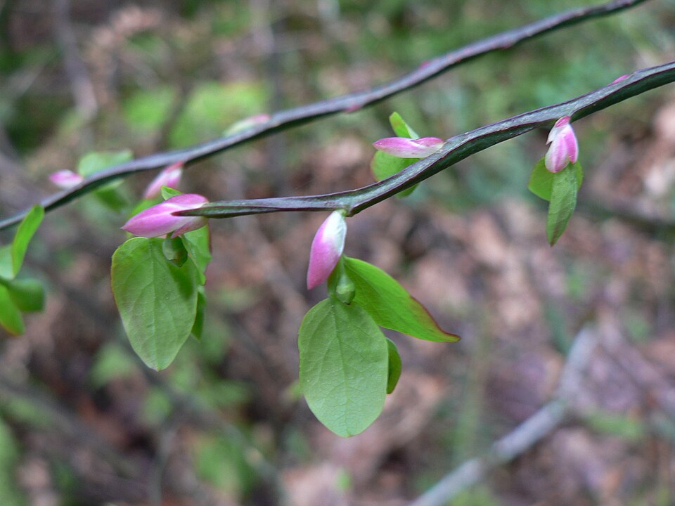 Red Huckleberry photo 4