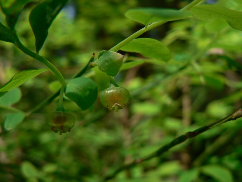 Red Huckleberry photo 5