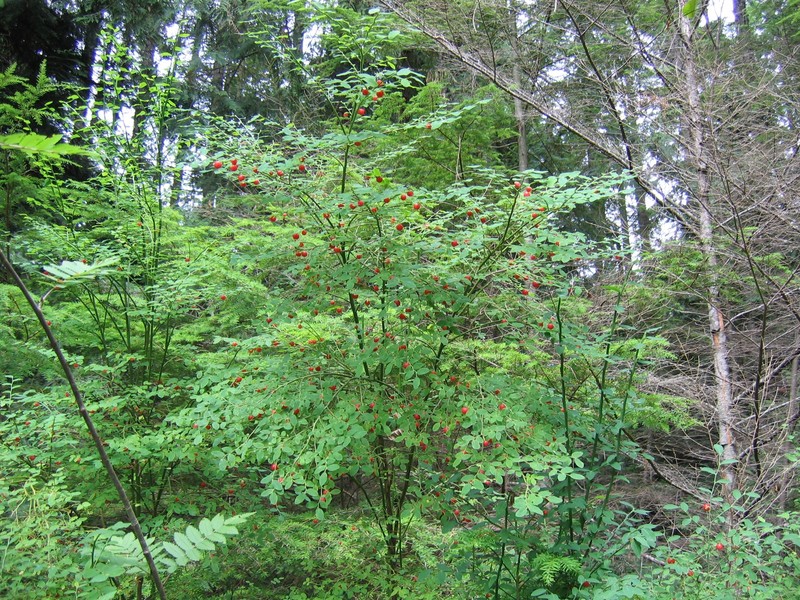 Red Huckleberry photo 2