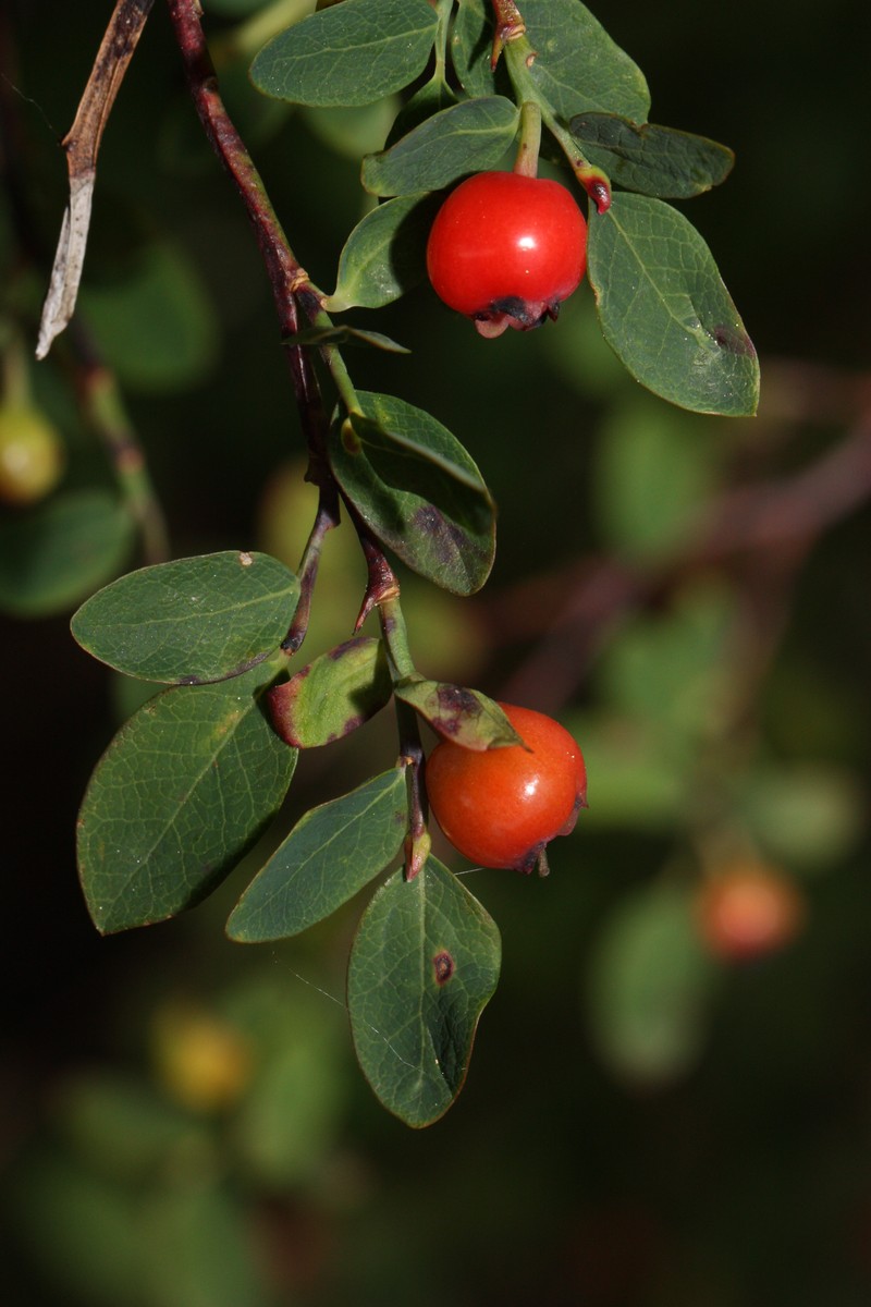Red Huckleberry photo 3