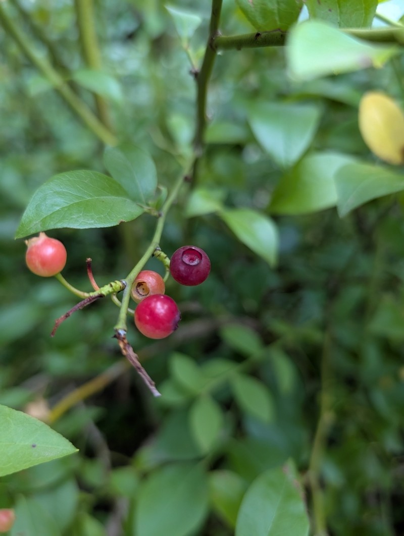 Vaccinium parvulifolium