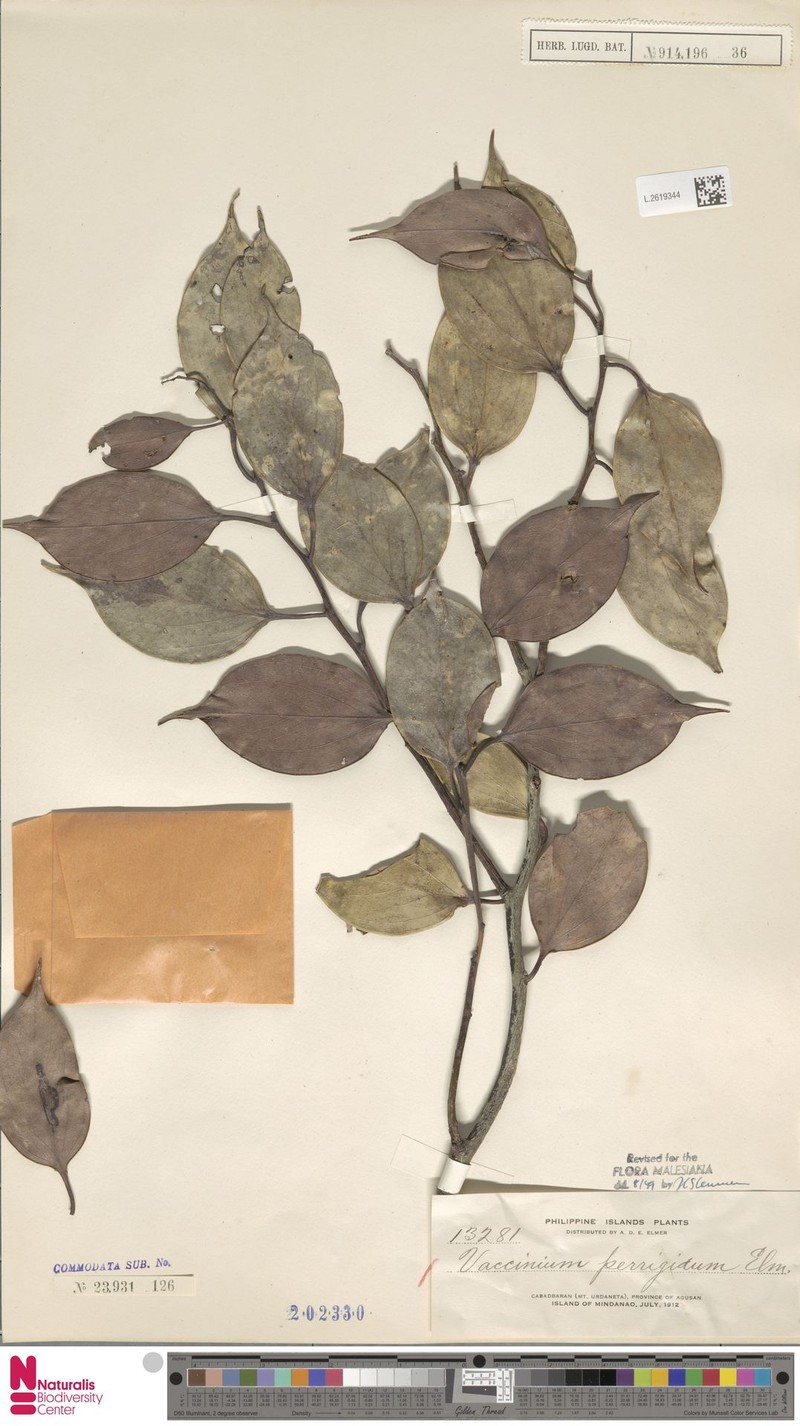 Vaccinium perrigidum