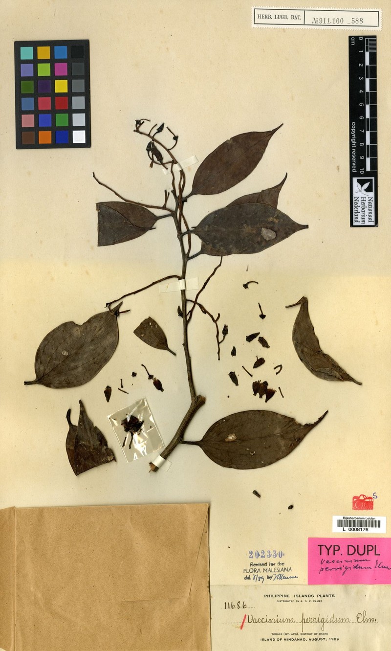 Vaccinium perrigidum photo 2