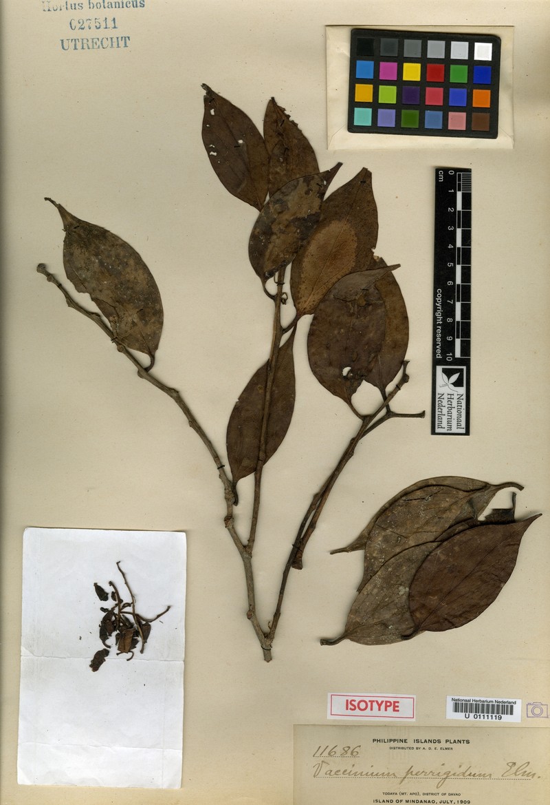 Vaccinium perrigidum photo 3