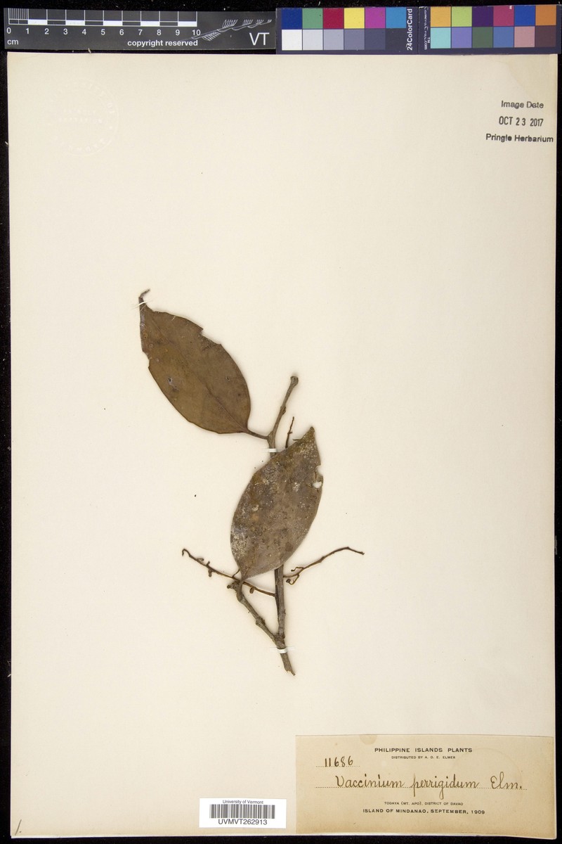 Vaccinium perrigidum photo 4