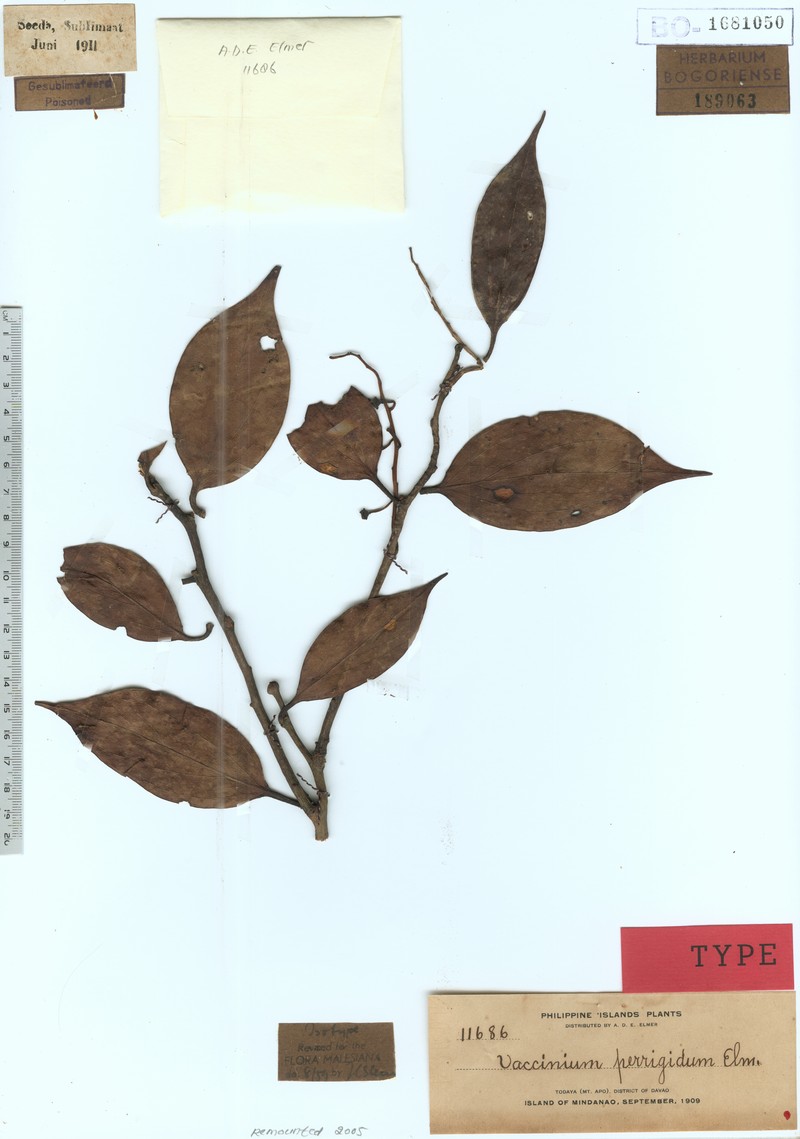 Vaccinium perrigidum photo 5