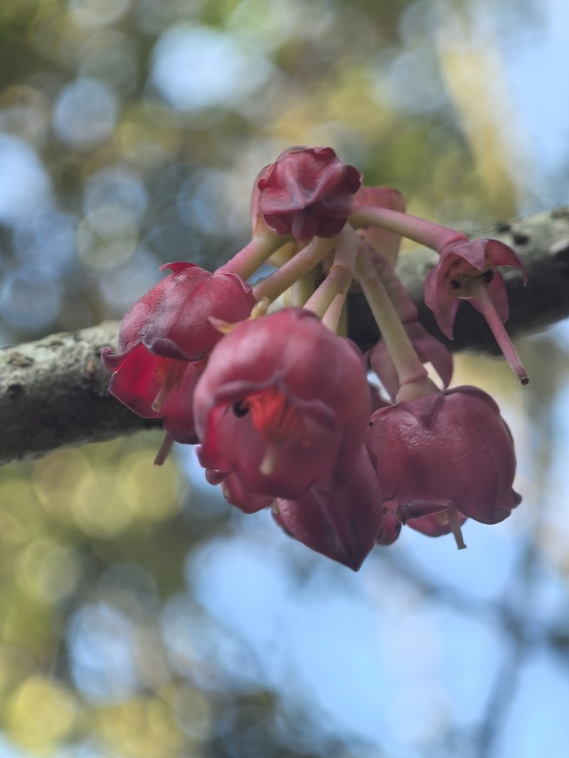 Vaccinium petelotii