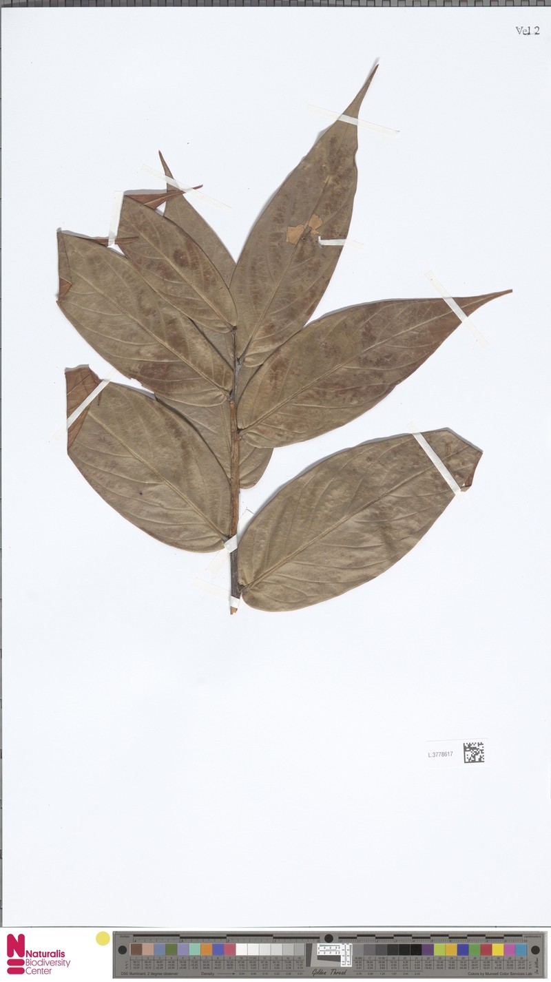 Vaccinium petelotii photo 2