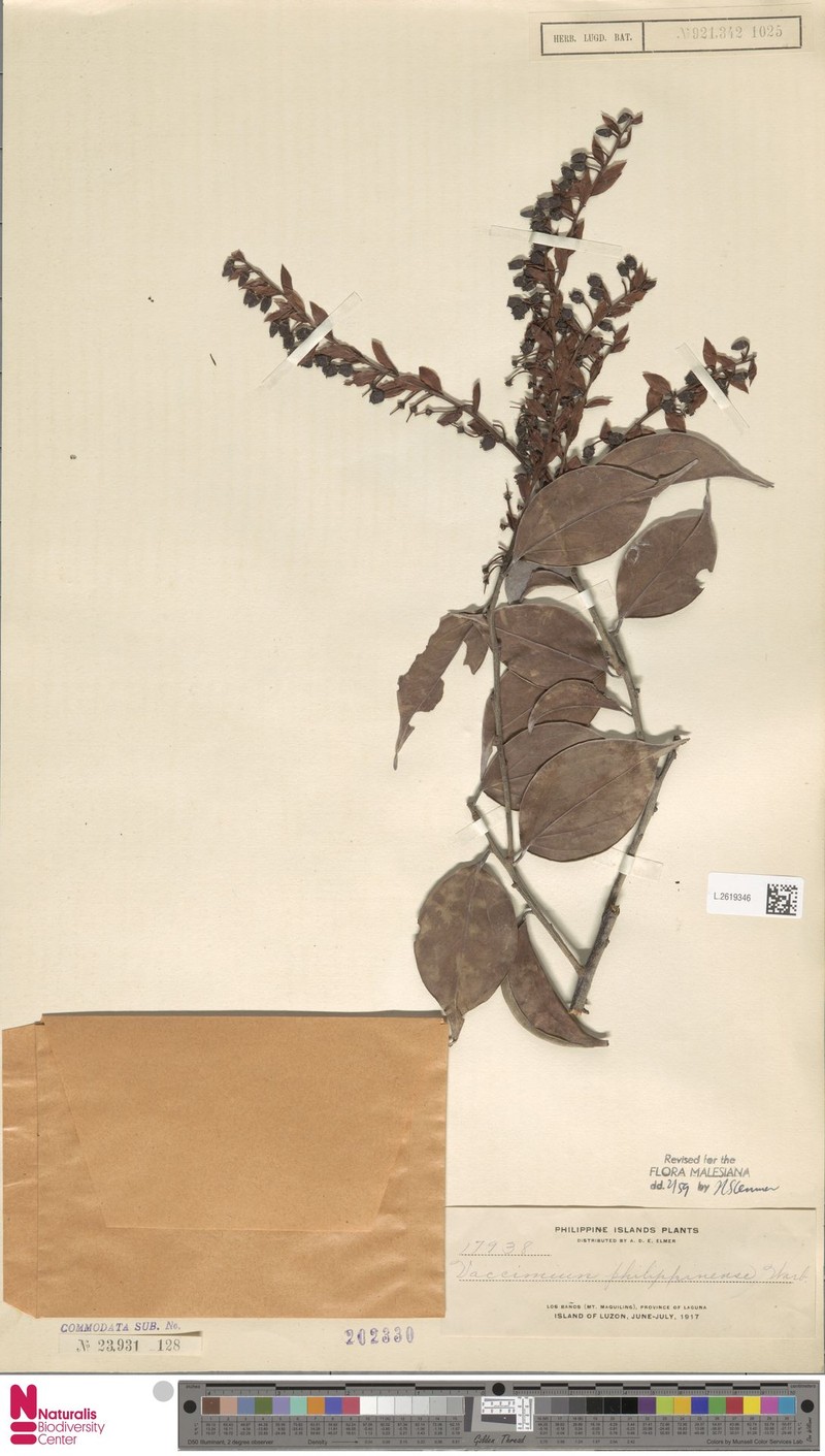 Vaccinium philippinense