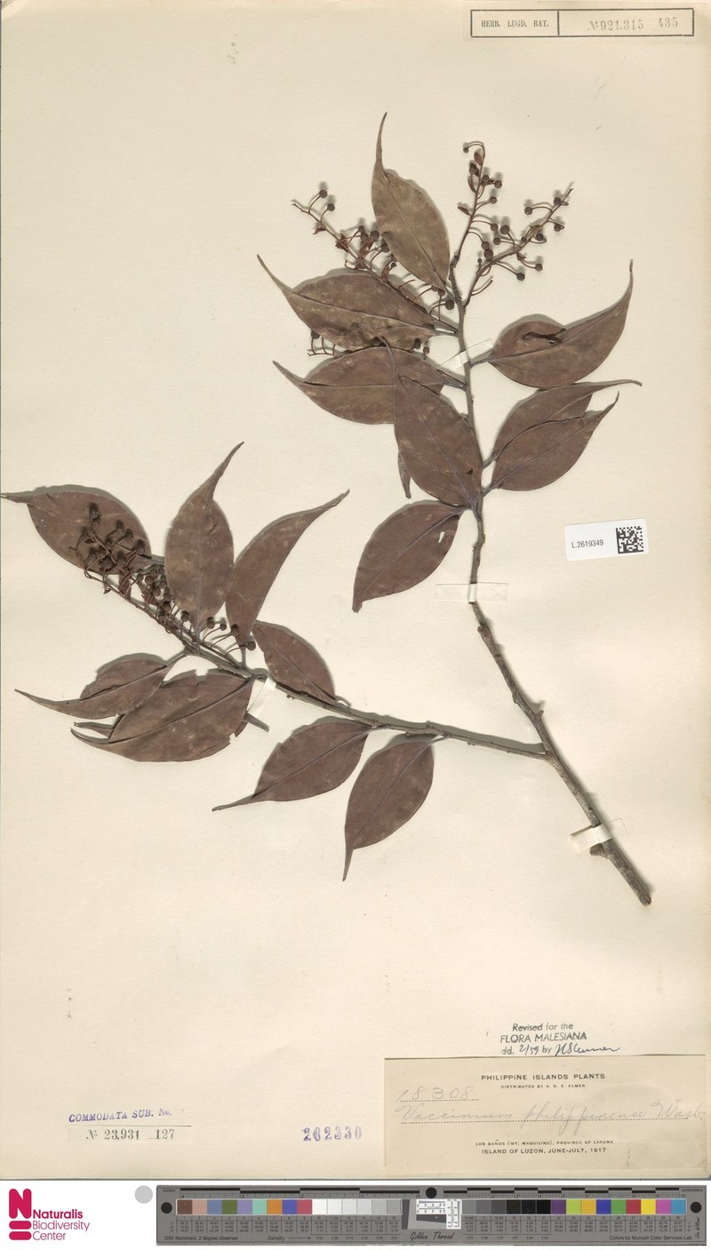 Vaccinium philippinense photo 2