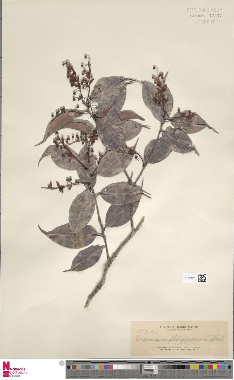Vaccinium philippinense photo 3