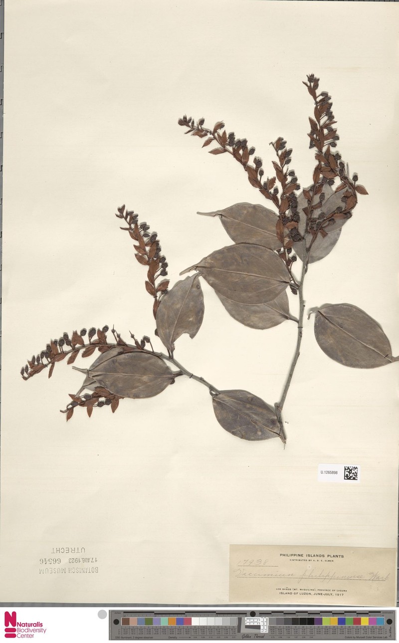 Vaccinium philippinense photo 4