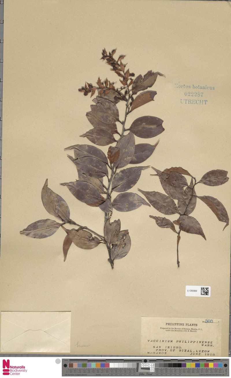 Vaccinium philippinense photo 5