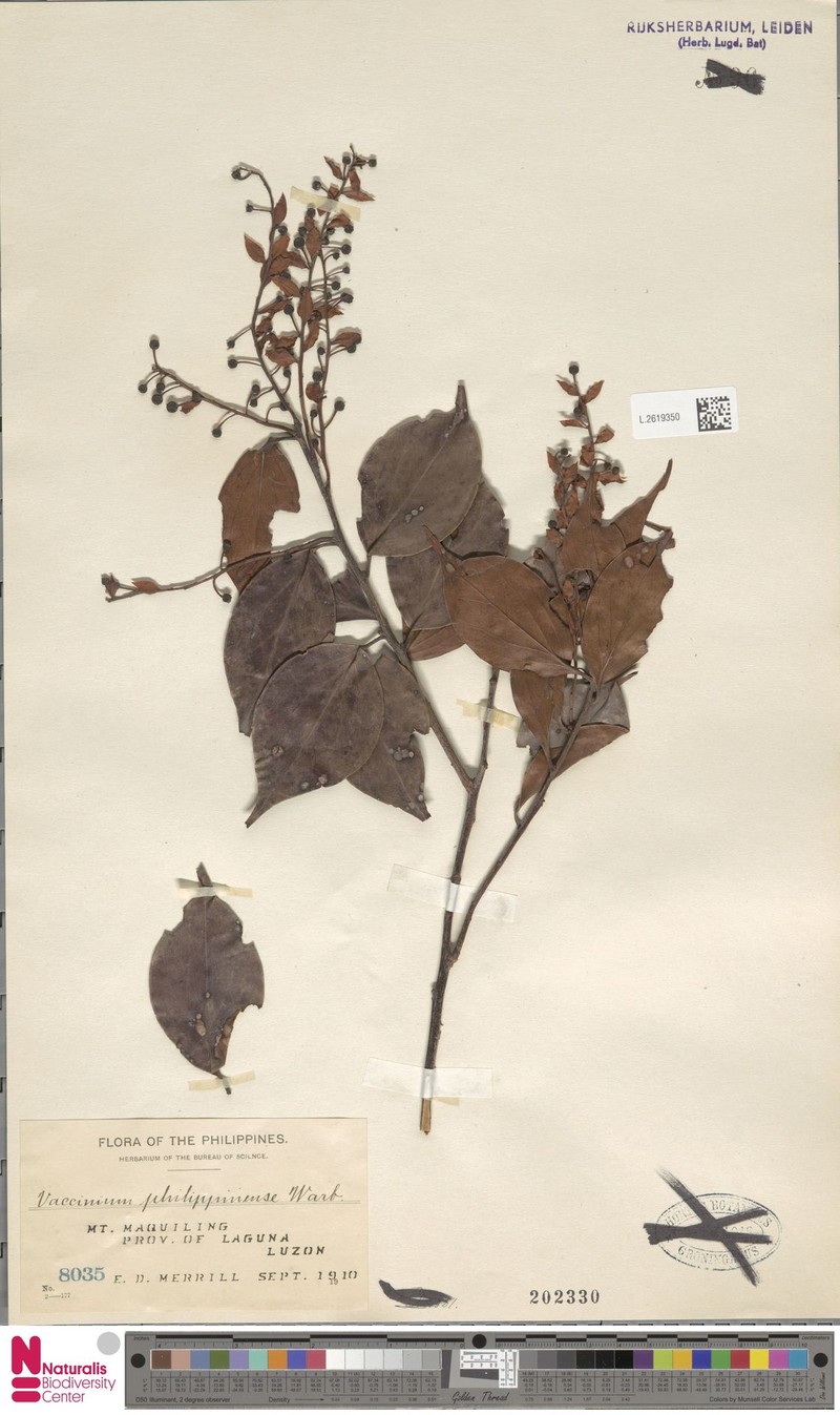 Vaccinium philippinense photo 6