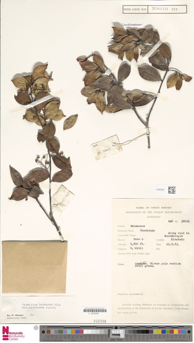 Vaccinium phillippsiae