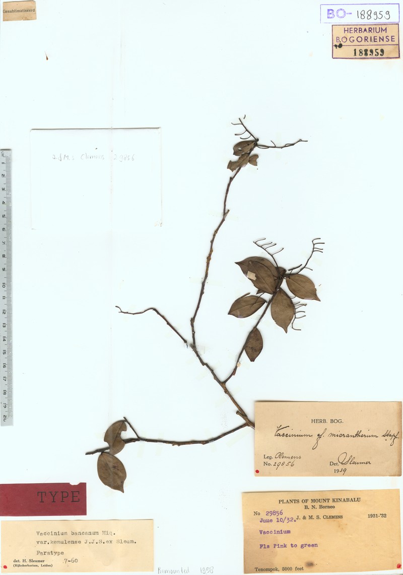 Vaccinium phillippsiae photo 2