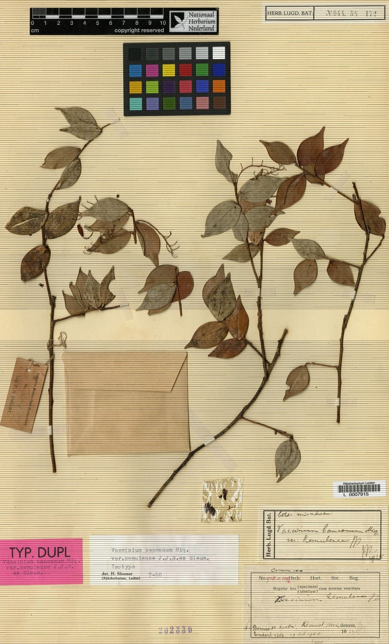 Vaccinium phillippsiae photo 3