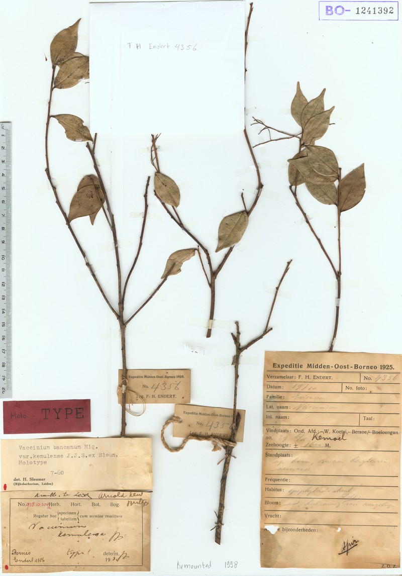 Vaccinium phillippsiae photo 4
