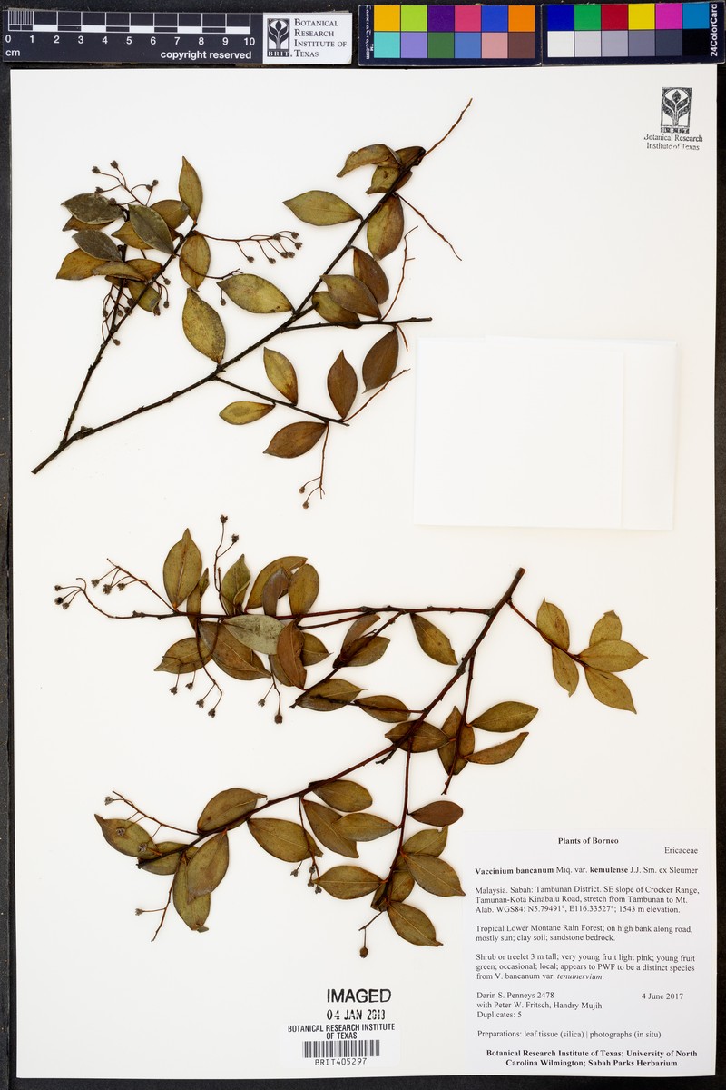 Vaccinium phillippsiae photo 5