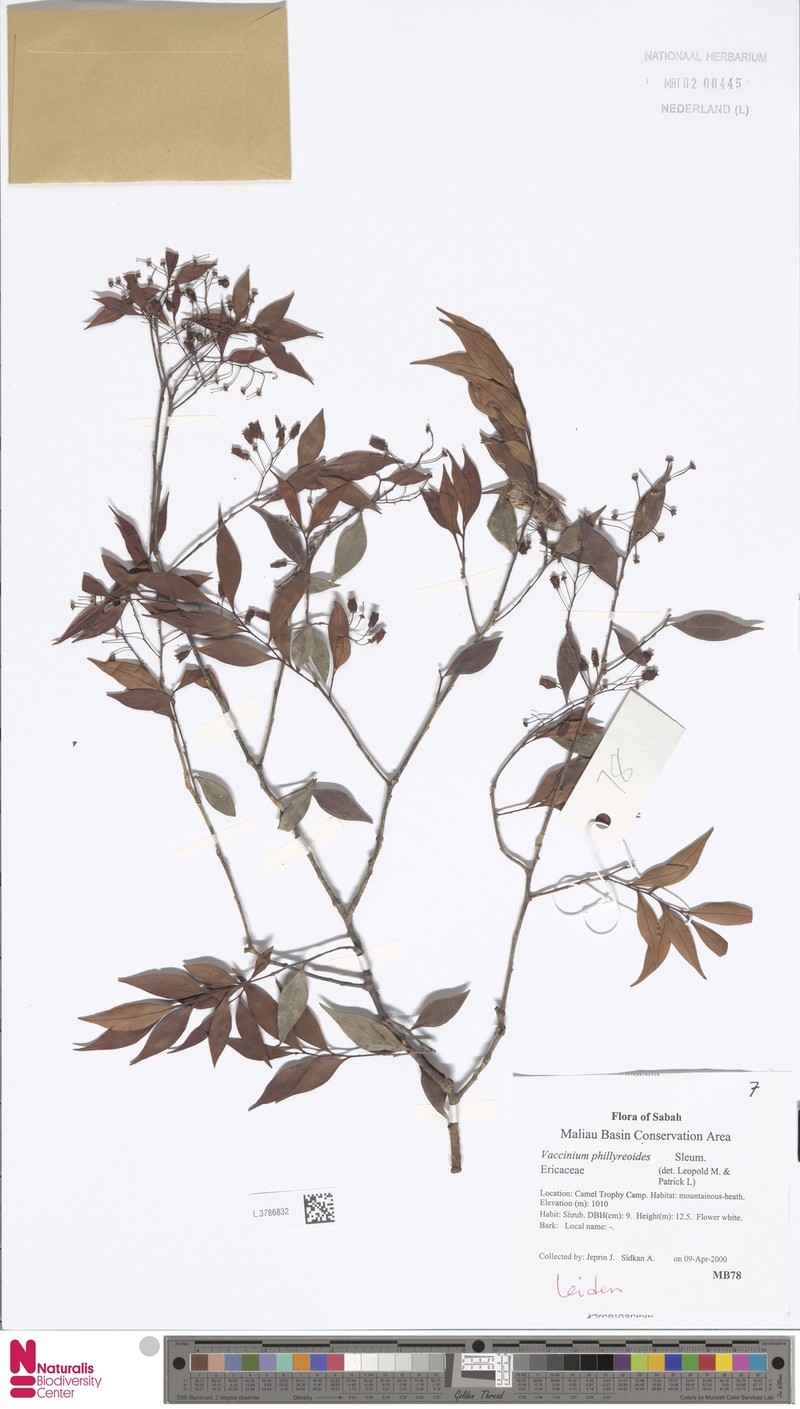 Vaccinium phillyreoides