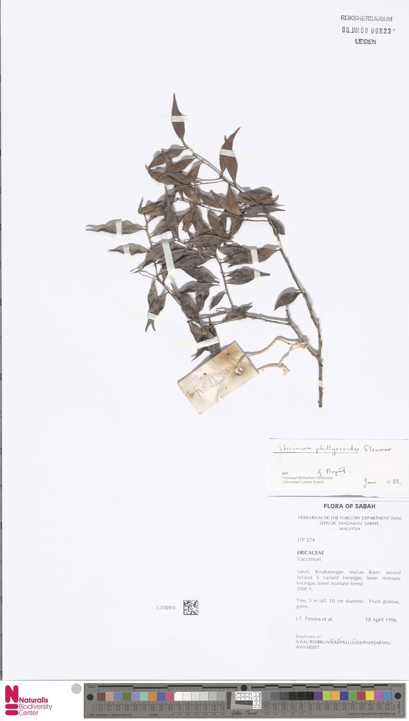 Vaccinium phillyreoides photo 2