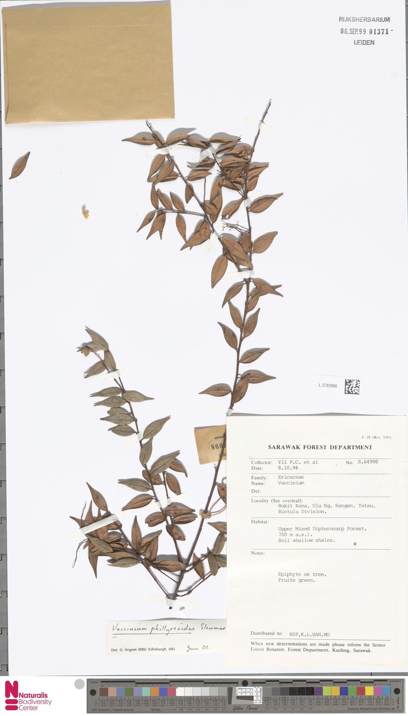 Vaccinium phillyreoides photo 3
