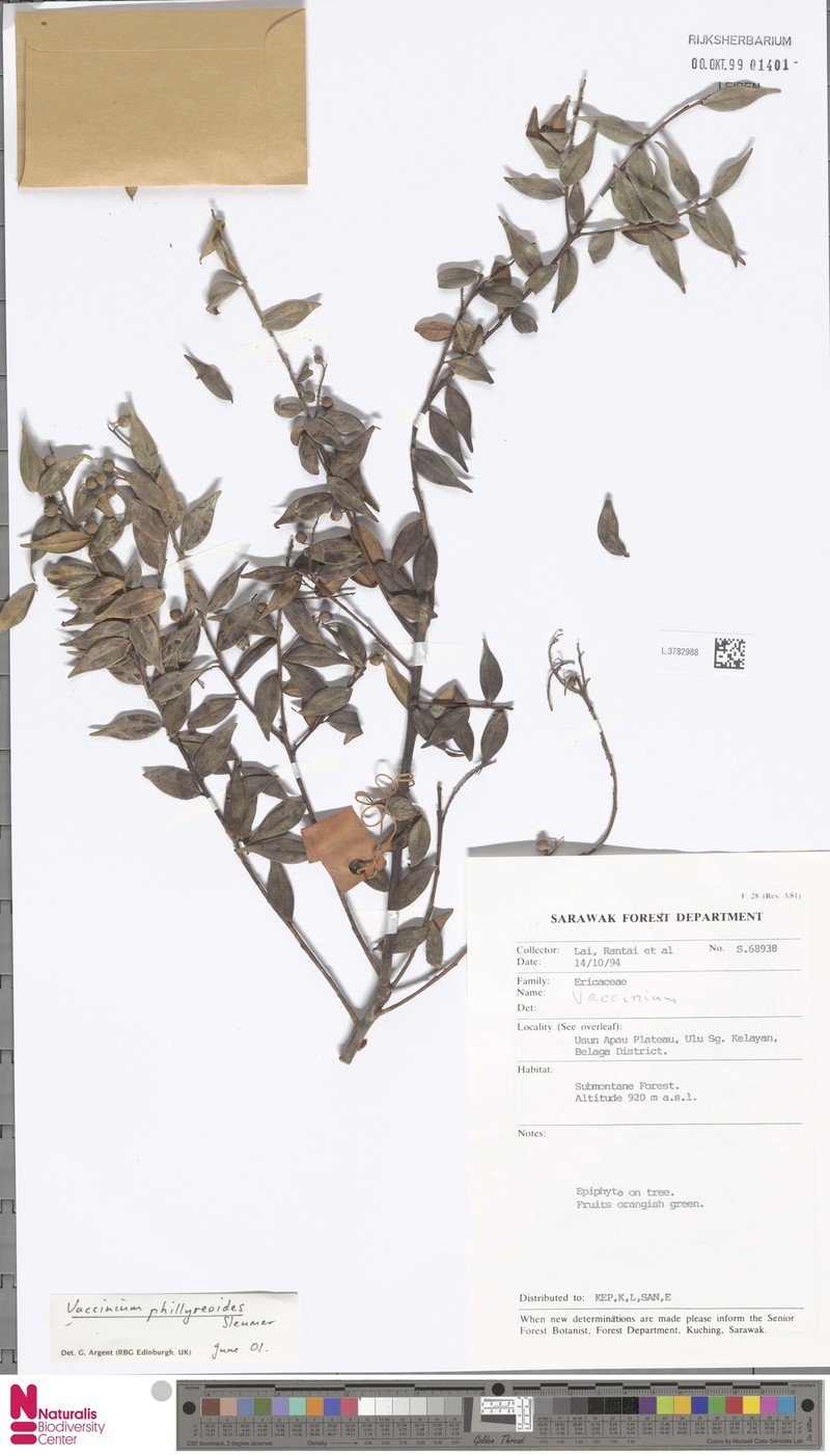 Vaccinium phillyreoides photo 4