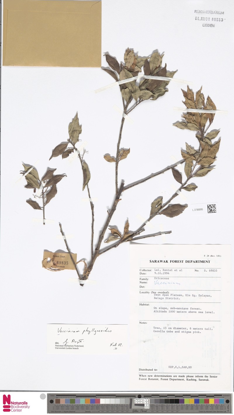 Vaccinium phillyreoides photo 5