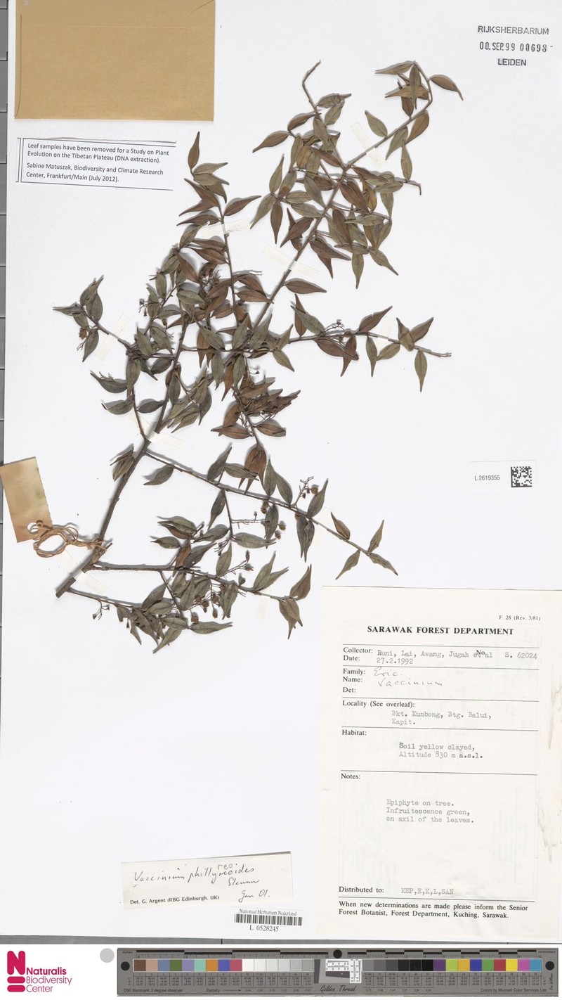 Vaccinium phillyreoides photo 7