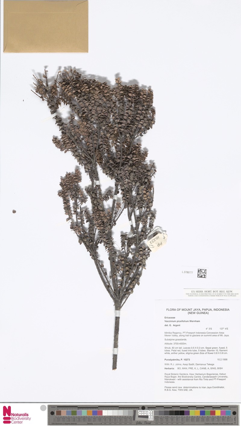 Vaccinium piceifolium